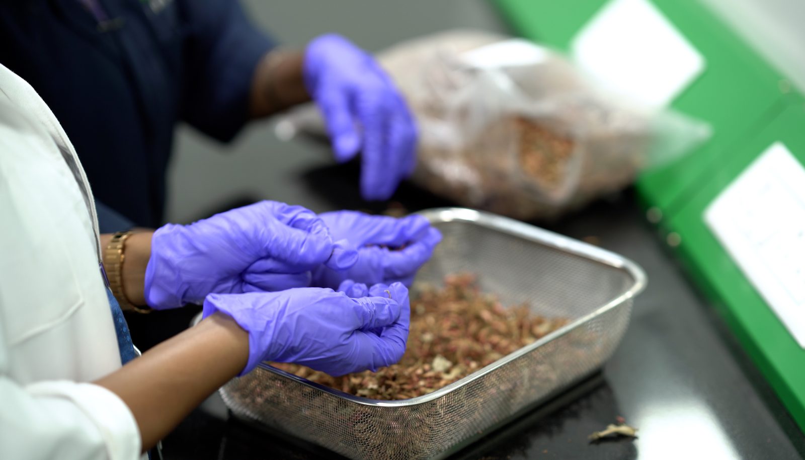 Gloved hands sorting raw botanical material in a steel tray