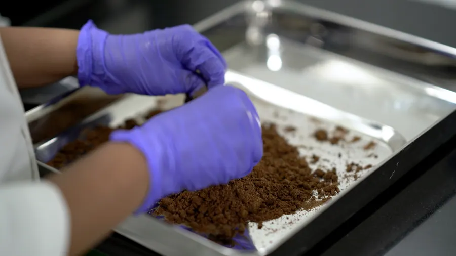 Gloved hands spreading herb powder on a steel tray