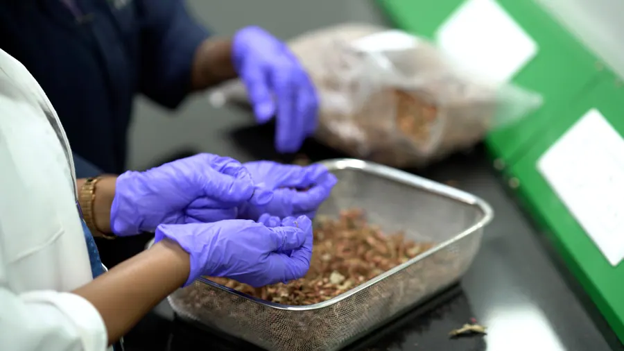 Gloved hands sorting raw botanical material in a steel tray