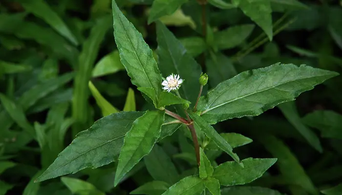 Eclipta alba (Linn.)