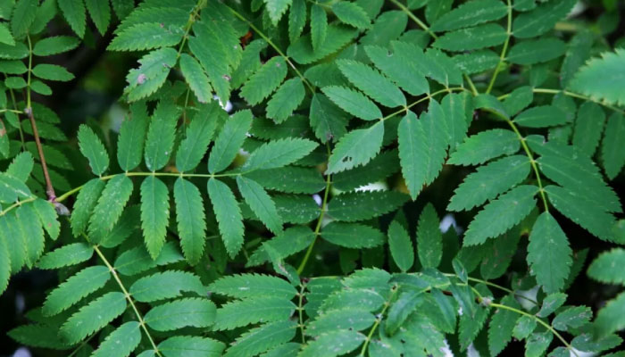 Neem benefits explained: Why Ayurveda sees it as a natural blood purifier