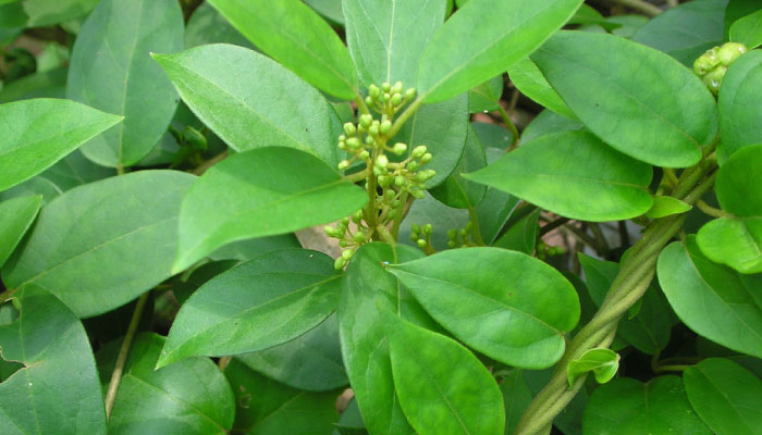 Madhunashini (Meshashringi): The Sugar Lowering to Metabolic Modulation