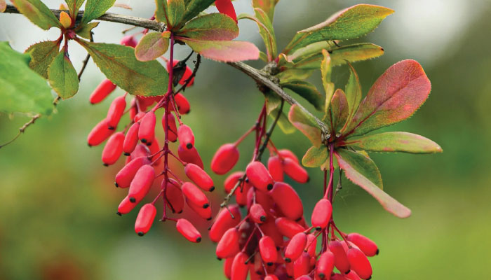 Berberine Decoded: Understanding How It Works in the Body