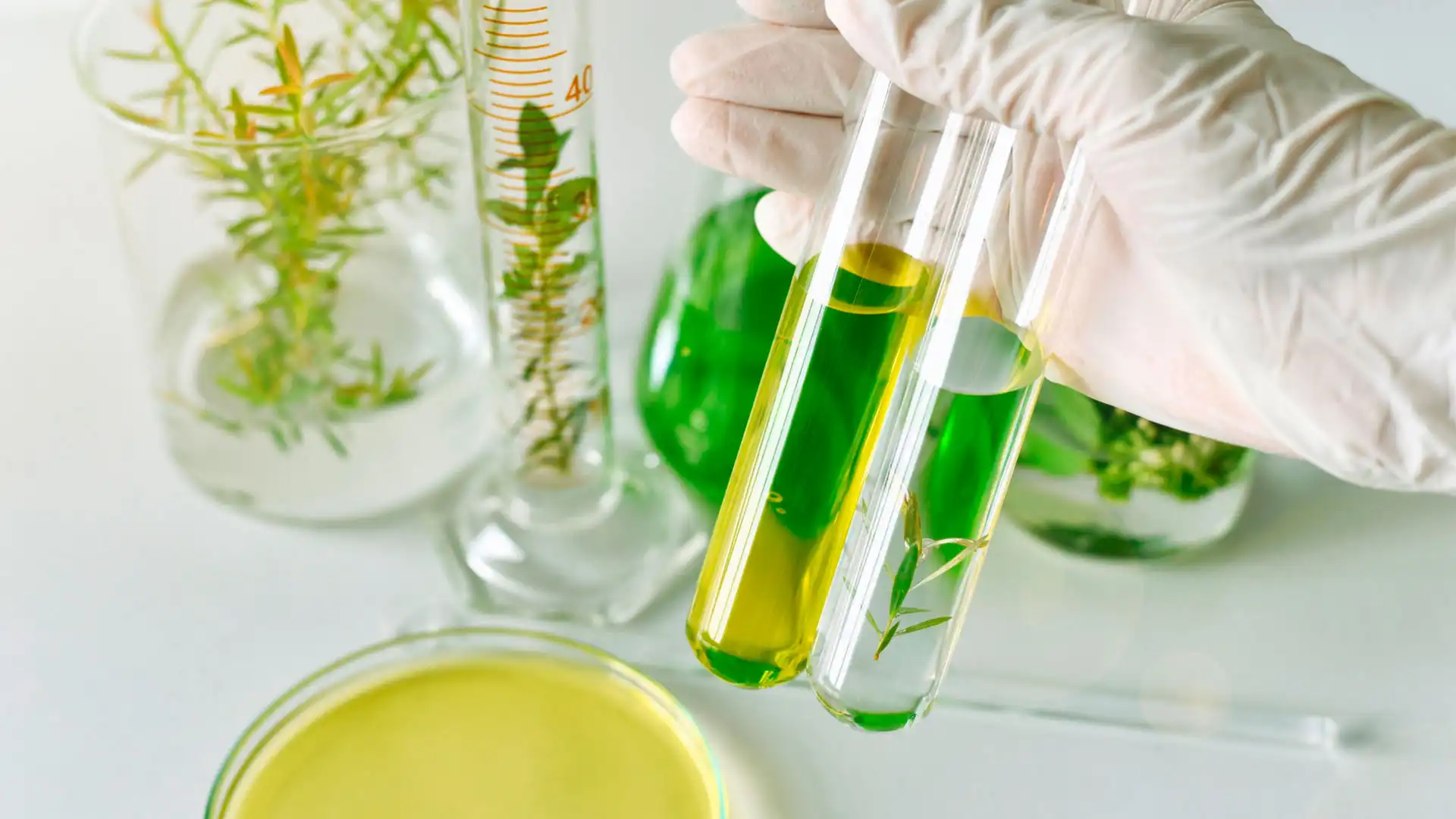 Extraction process of Gymnema sylvestre medicinal plant for nutraceutical manufacturing